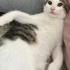 Sevimli yavru kedi fotoğraf