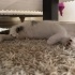Sevimli yavru kedi fotoğraf