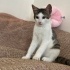 Sevimli yavru kedi fotoğraf