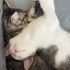 Sevimli yavru kedi fotoğraf