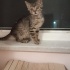 Badem yuva arıyor ACİL fotoğraf