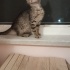 Badem yuva arıyor ACİL fotoğraf