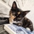 3 AYLIK TORTOİSESHELL (TORTİ) KIZIN KUYRUĞU KOPMUŞ KORUMAYA ALDIK ÖMÜRLÜK YUVA fotoğraf