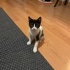 Kedi sahiplendirme