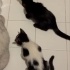 Kedi sahiplendirme fotoğraf