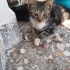 Sakız oğlan yuvasını arıyor fotoğraf
