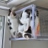 3 kardeş için yuva lütfen fotoğraf