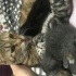 Leopar ve bebekleri yuva arıyor isteyen tek de sahiplenenilir fotoğraf