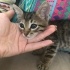 Acil yuva aranıyor fotoğraf