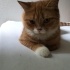 British Longhair kırması dostlarımız yuvalandırılacaktır fotoğraf
