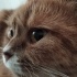 British Longhair kırması dostlarımız yuvalandırılacaktır fotoğraf