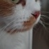 British Longhair kırması dostlarımız yuvalandırılacaktır fotoğraf