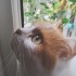 British Longhair kırması dostlarımız yuvalandırılacaktır fotoğraf