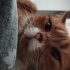 British Longhair kırması dostlarımız yuvalandırılacaktır fotoğraf