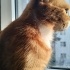 British Longhair kırması dostlarımız yuvalandırılacaktır fotoğraf