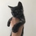 Yavru kedilerim için yuva arıyorum fotoğraf