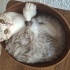 Silver british shorthair