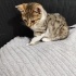 Kardeşlerin sayılı günleri kaldı 🥺 fotoğraf