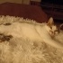 Kedi sahiplendirme fotoğraf