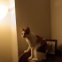 Kedi sahiplendirme fotoğraf
