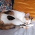 Kedi sahiplendirme