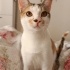 Kedi sahiplendirme fotoğraf