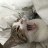 mastenimiz yeni yuvasını arıyor fotoğraf