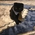 Çok sakin ve sevimli kedi fotoğraf
