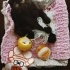 Çok sakin ve sevimli kedi fotoğraf
