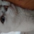 Güvenilir, sevgi dolu bir yuva arıyoruz. Sesine duyarlı 3 yaşında sakin bir kedi fotoğraf