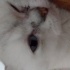 Güvenilir, sevgi dolu bir yuva arıyoruz. Sesine duyarlı 3 yaşında sakin bir kedi fotoğraf