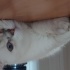 Güvenilir, sevgi dolu bir yuva arıyoruz. Sesine duyarlı 3 yaşında sakin bir kedi fotoğraf