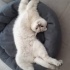 Jülide için kalıcı yuva fotoğraf
