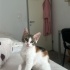 ÜÇ RENKLİ GÜZEL KIZIMIZ ÖMÜRLÜK YUVASINI ARIYOR fotoğraf