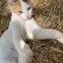 MİNİK KIZIMIZ MARU ÖMÜRLÜK YUVASINI ARIYOR fotoğraf