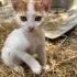 MİNİK OĞLUMUZ FRED VE KARDEŞLERİ ACİLEN YUVA ARIYORLAR fotoğraf