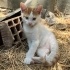 MİNİK OĞLUMUZ FRED VE KARDEŞLERİ ACİLEN YUVA ARIYORLAR fotoğraf