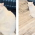 Ücretsiz sahiplenme British kedi acil yuva fotoğraf