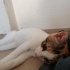 BU KÜÇÜK YAVRUYA YENİ AİLESİNİ ARIYORUZ fotoğraf