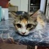 Calico Cinsi Eğitimli yavru fotoğraf