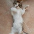 Calico Cinsi Eğitimli yavru fotoğraf