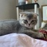 Minik Kulaklar, Kocaman Kalpler: 3 Scottish Fold Yuva Arıyor!” fotoğraf