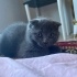 Minik Kulaklar, Kocaman Kalpler: 3 Scottish Fold Yuva Arıyor!” fotoğraf