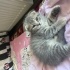 Minik Kulaklar, Kocaman Kalpler: 3 Scottish Fold Yuva Arıyor!” fotoğraf