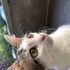 2 Aylık Sakin ve Sevecen Dişi Yavru Yuva Arıyor! 🐾 fotoğraf