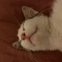 2 Aylık Sakin ve Sevecen Dişi Yavru Yuva Arıyor! 🐾 fotoğraf