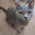 1 yaşında british shorthair