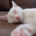 SEVİMLİ TATLI ANKARA KEDİSİ fotoğraf