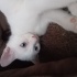SEVİMLİ TATLI ANKARA KEDİSİ fotoğraf