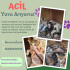 ANNEYE VE BEBİŞLERE YUVA ARIYORUZ (SÜTTEN KESİLDİKTEN SONRA) fotoğraf
